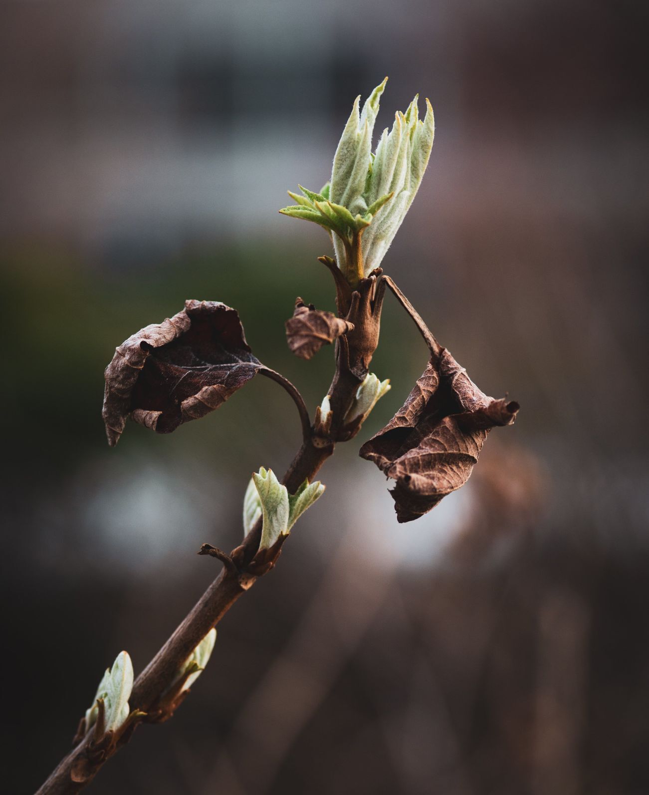 Spring blooms in St. Louis
